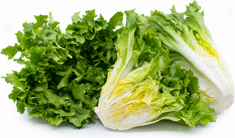 ESCAROLE