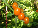 TOMATO- ORANGE GRAPE