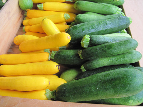 SQUASH- GREEN + YELLOW