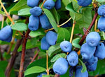 PLUM- HONEYSUCKLE