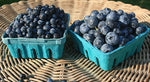 BLUEBERRIES- QUART