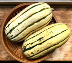 SQUASH- DELICATA