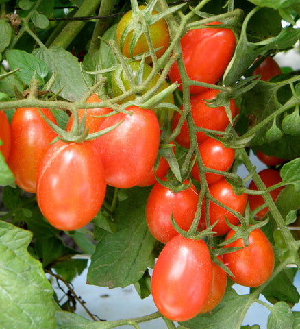 TOMATO- RED GRAPE