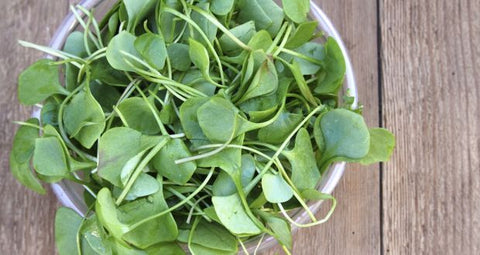 WATERCRESS- BABY