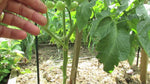 TOMATO- STEM