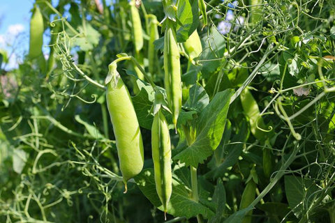 PEAS- GARDEN