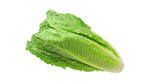 ROMAINE