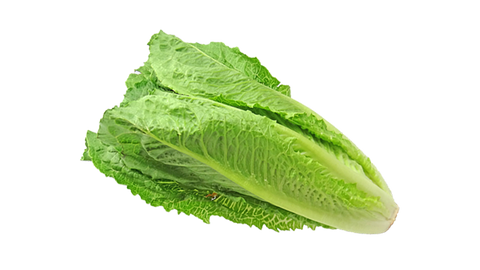 ROMAINE